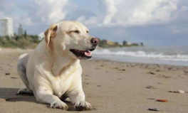 狗能活多久,了解不同犬种的平均寿命与延长寿命的秘诀